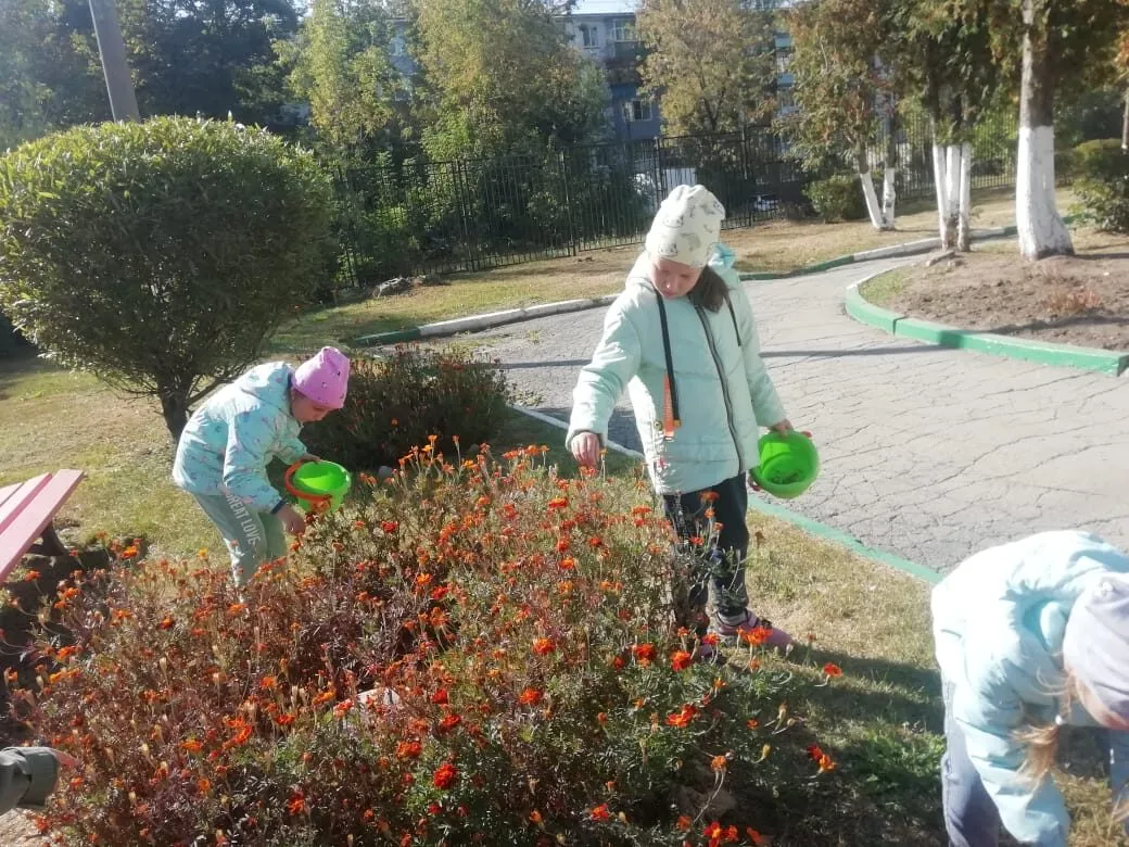 Собираем семена.